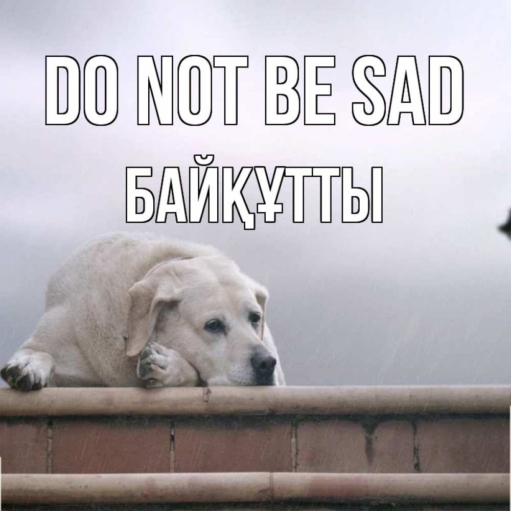 Greetings card с именем, Байқұтты Do not be sad белый пес 1 Greetings with text for free download 