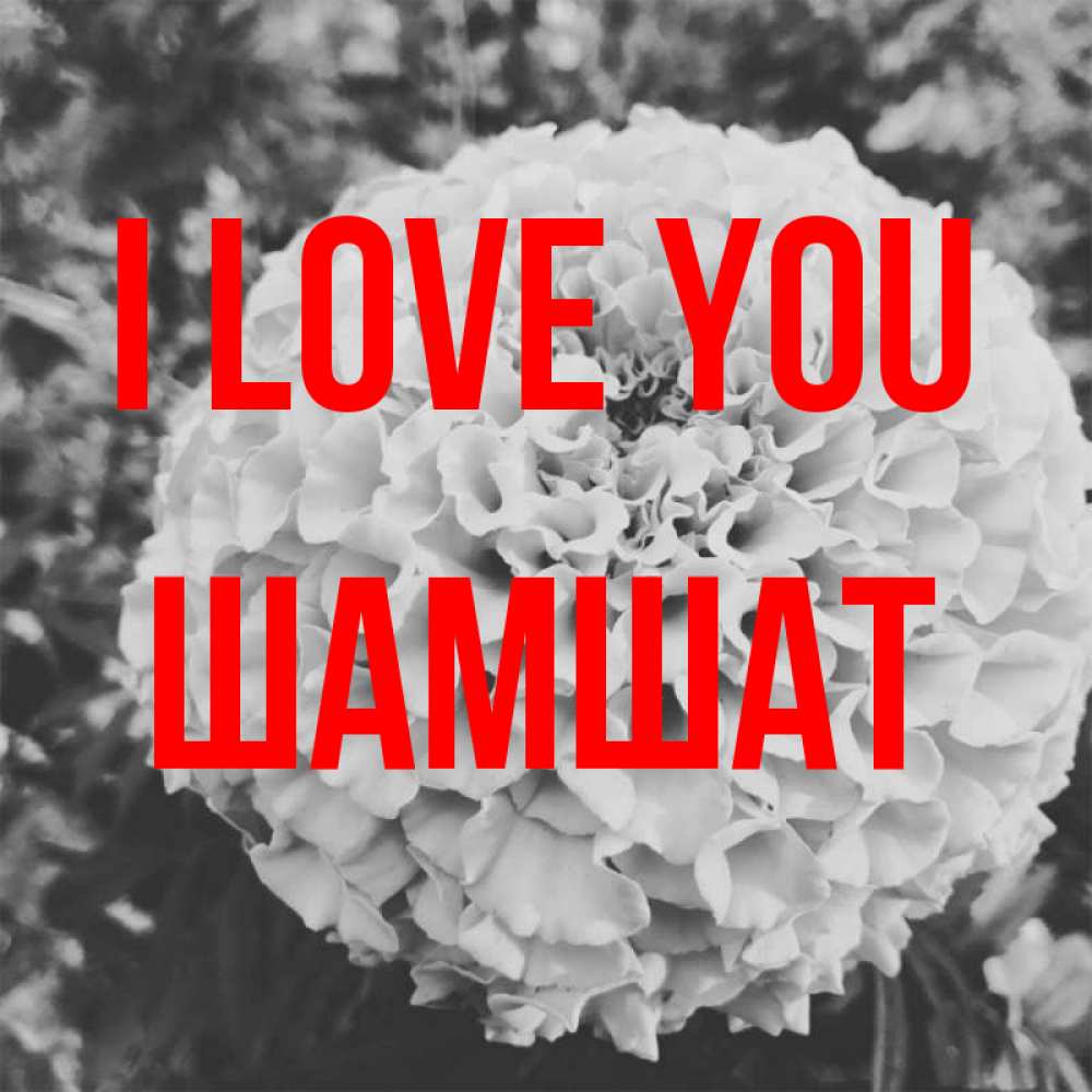 Greetings card с именем, ШАМШАТ I love you подпись Greetings with text for free download 