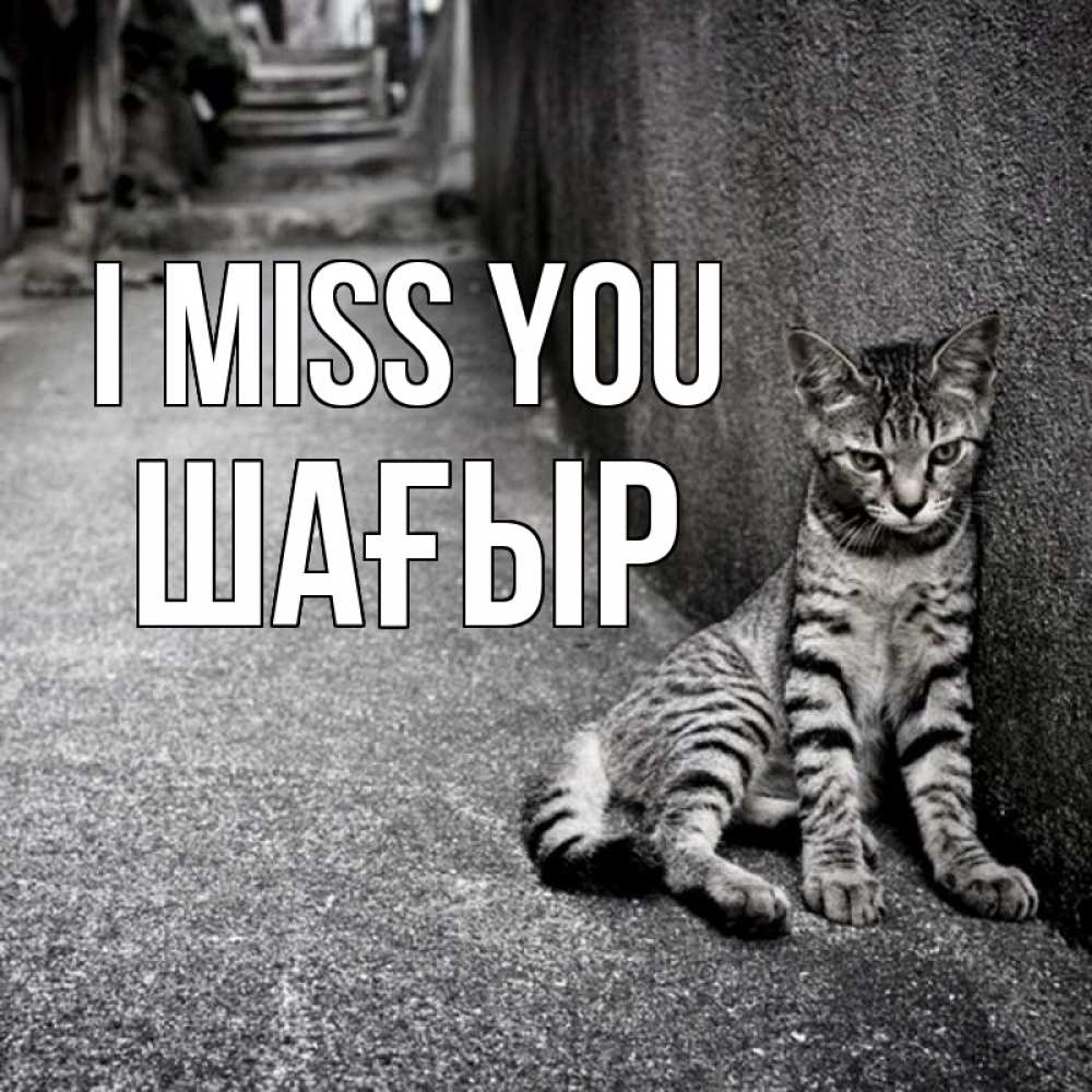 Greetings card с именем, ШАҒЫР I miss you одиноко котику Greetings with text for free download 