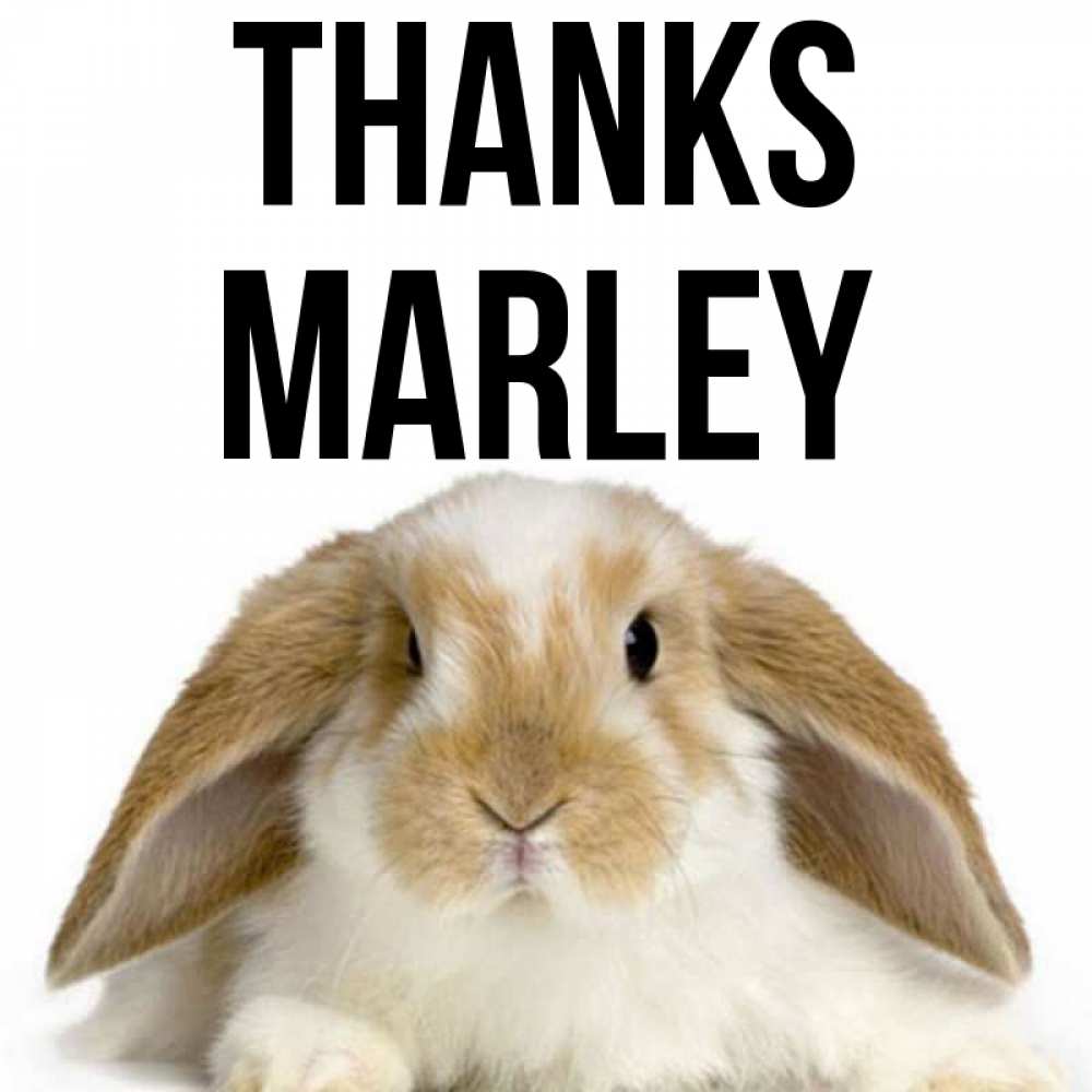 Greetings card с именем, Marley Thanks коричнево белый заяц Greetings with text for free download 