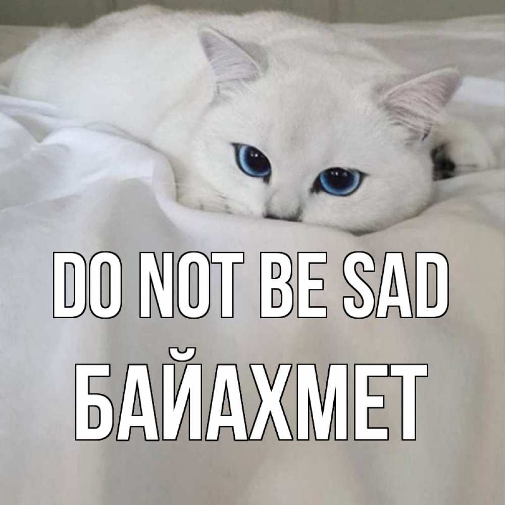 Greetings card с именем, Байахмет Do not be sad белый кот с голубыми глазами на белоснежной кровати Greetings with text for free download 