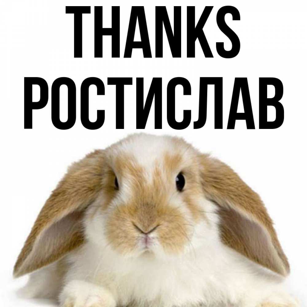 Greetings card с именем, Ростислав Thanks коричнево белый заяц Greetings with text for free download 