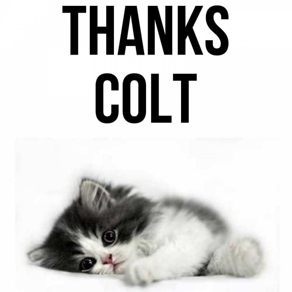 Greetings card с именем, Colt Thanks черный и белый кот Greetings with text for free download 