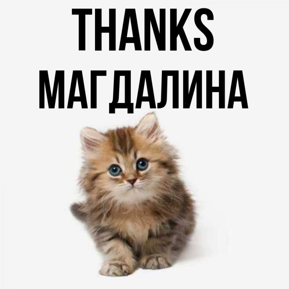 Greetings card с именем, Магдалина Thanks пушистый котик Greetings with text for free download 