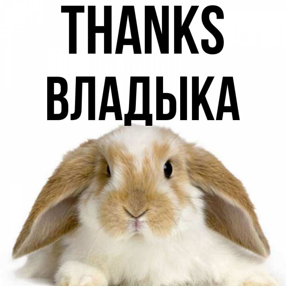 Greetings card с именем, Владыка Thanks коричнево белый заяц Greetings with text for free download 