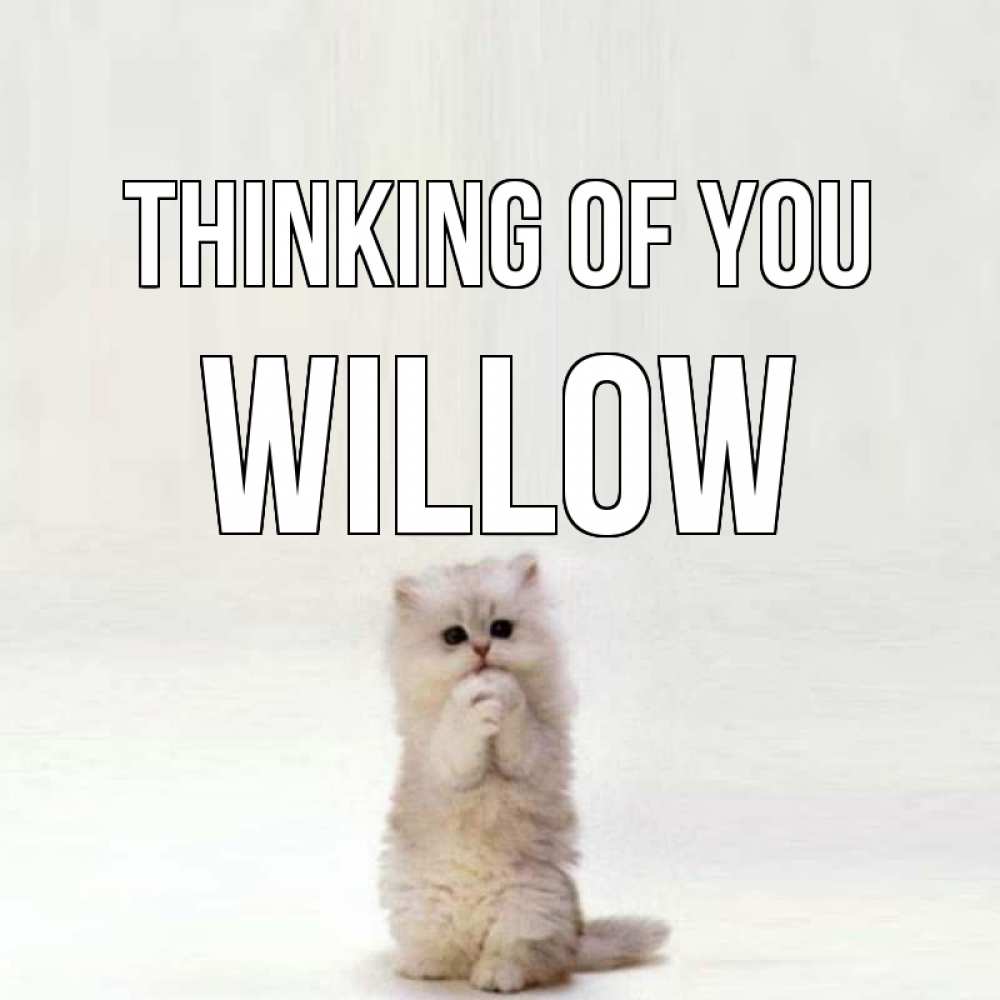 Greetings card с именем, Willow Thinking of you кот стоит на задних лапах Greetings with text for free download 