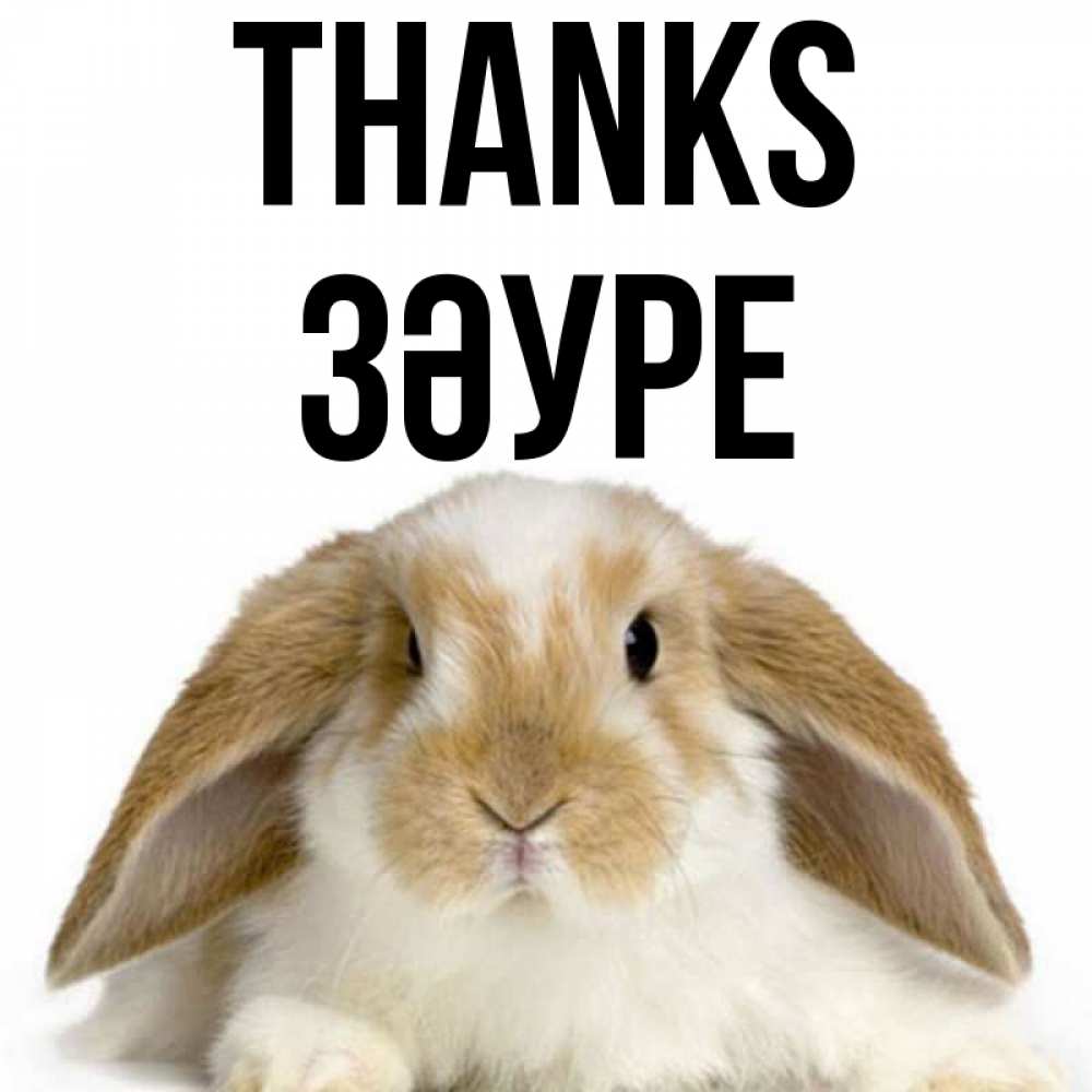 Greetings card с именем, ЗӘУРЕ Thanks коричнево белый заяц Greetings with text for free download 
