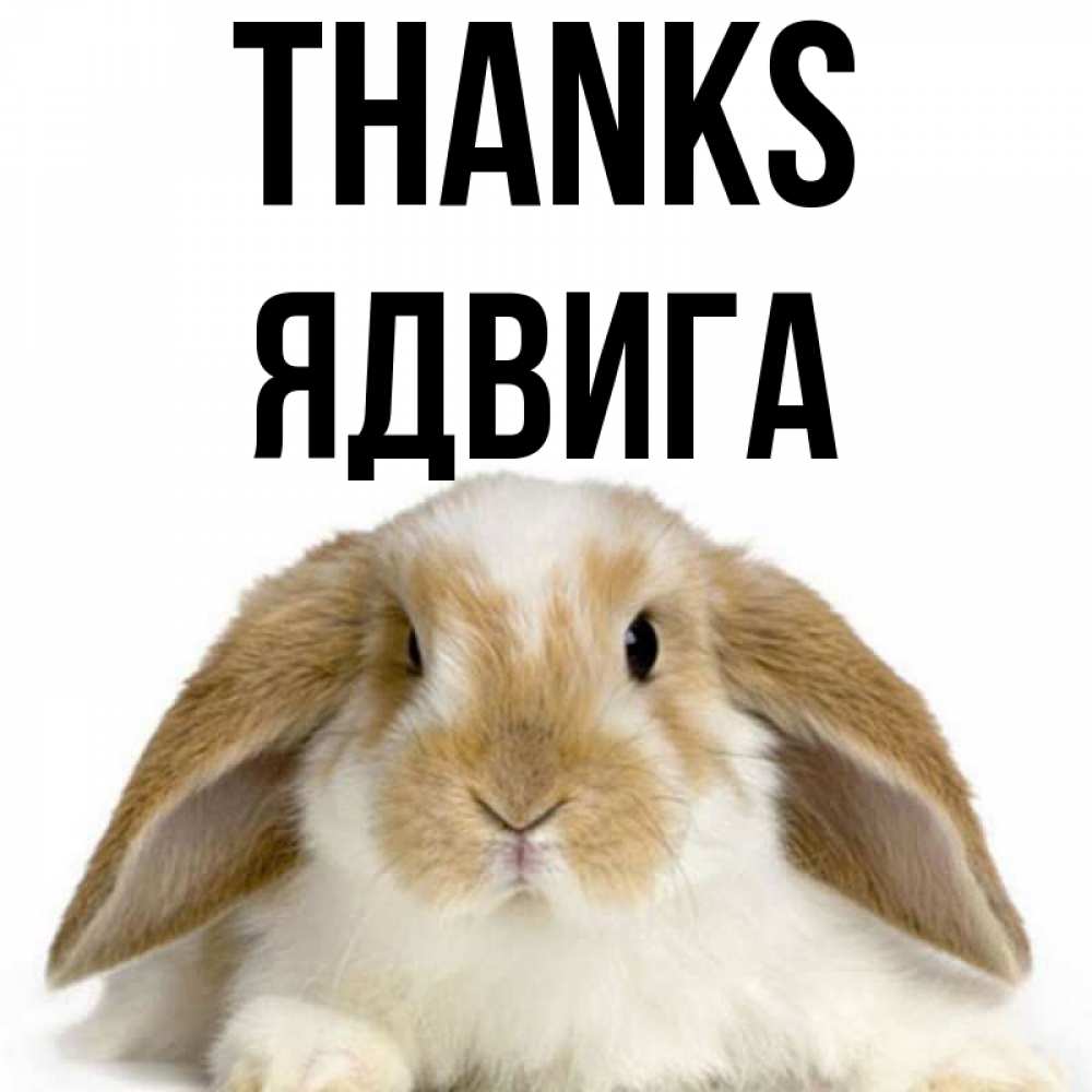 Greetings card с именем, Ядвига Thanks коричнево белый заяц Greetings with text for free download 