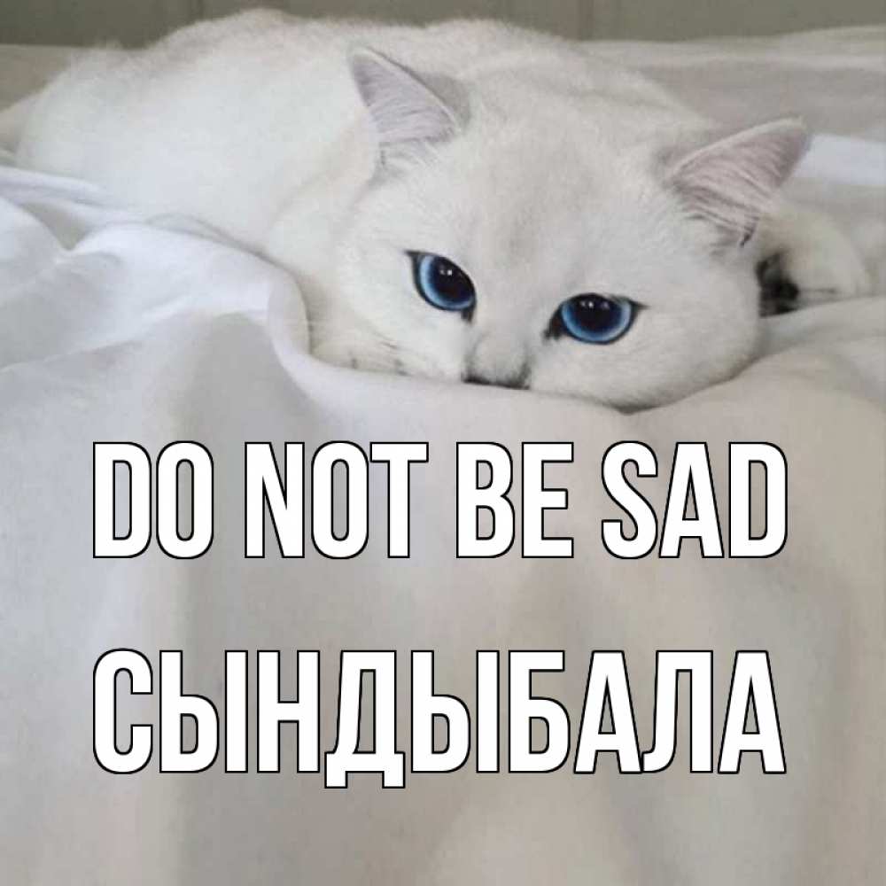 Greetings card с именем, СЫНДЫБАЛА Do not be sad белый кот с голубыми глазами на белоснежной кровати Greetings with text for free download 
