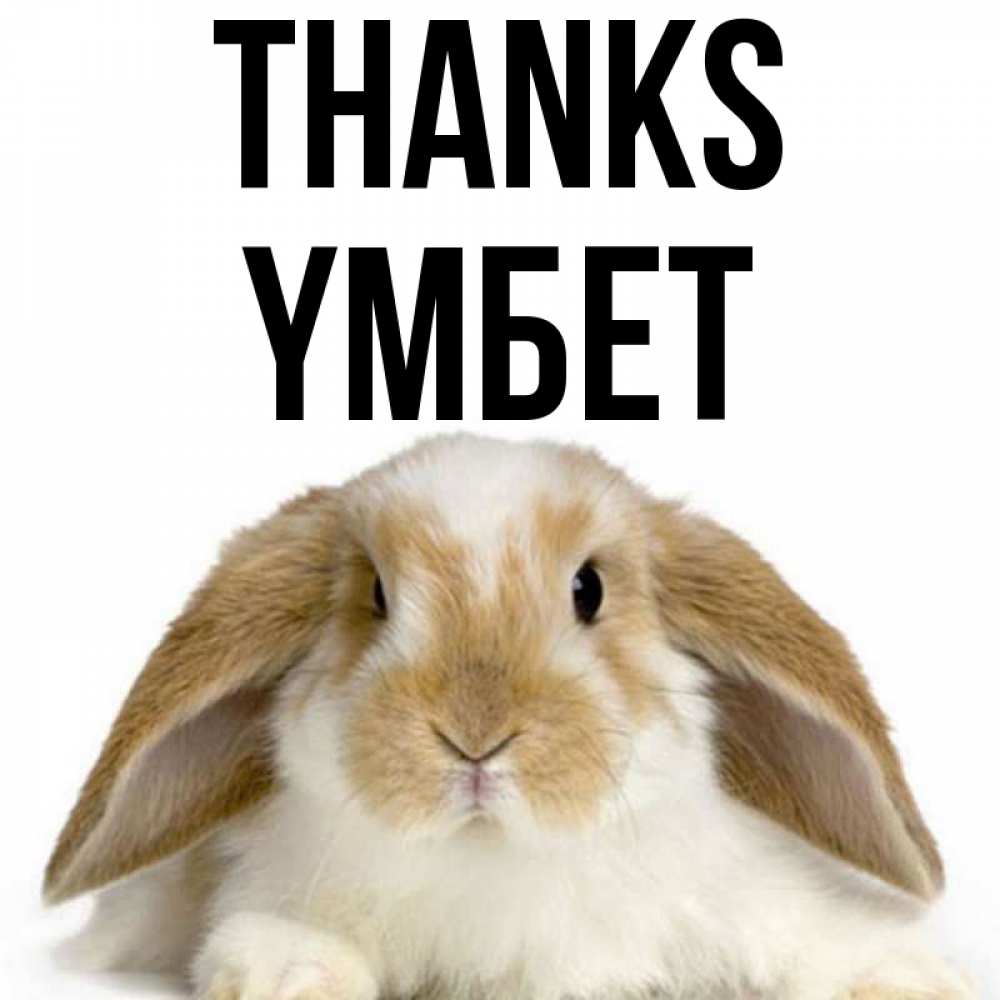 Greetings card с именем, ҮМБЕТ Thanks коричнево белый заяц Greetings with text for free download 