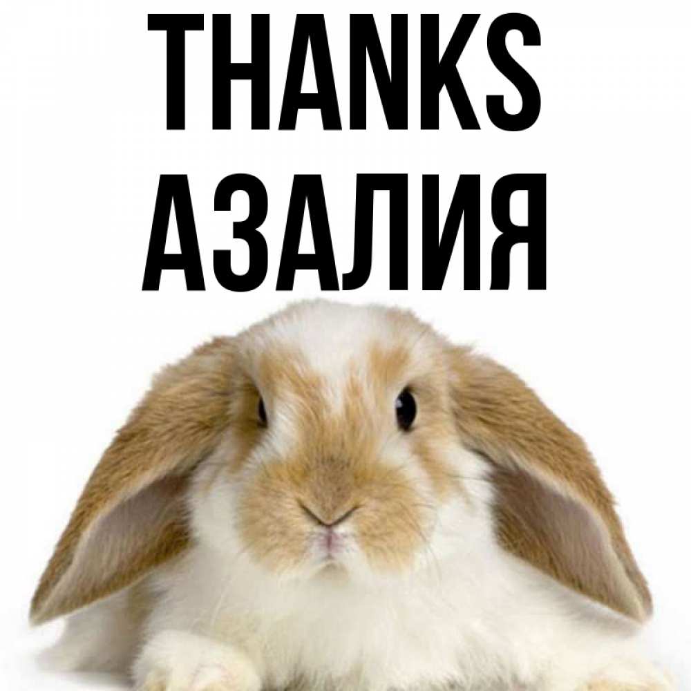 Greetings card с именем, Азалия Thanks коричнево белый заяц Greetings with text for free download 