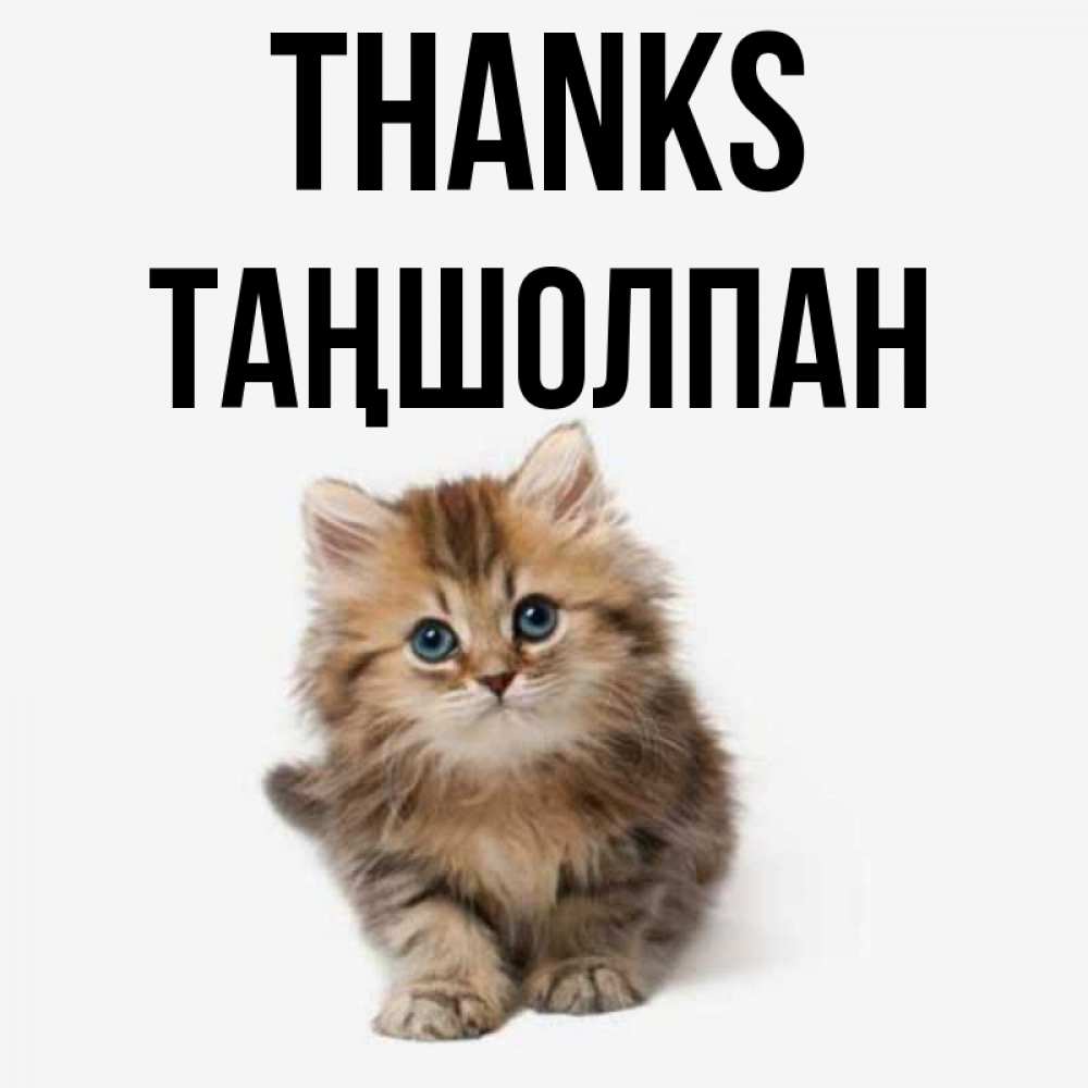 Greetings card с именем, ТАҢШОЛПАН Thanks пушистый котик Greetings with text for free download 