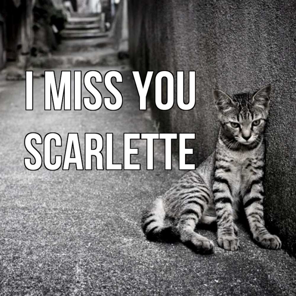 Greetings card с именем, Scarlette I miss you одиноко котику Greetings with text for free download 