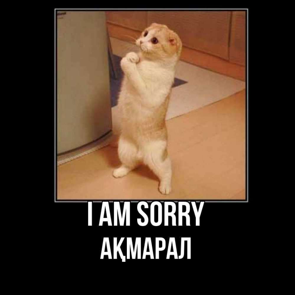 Greetings card с именем, АҚМАРАЛ I am sorry открытка с милым несчастным котиком просящим прощения Greetings with text for free download 