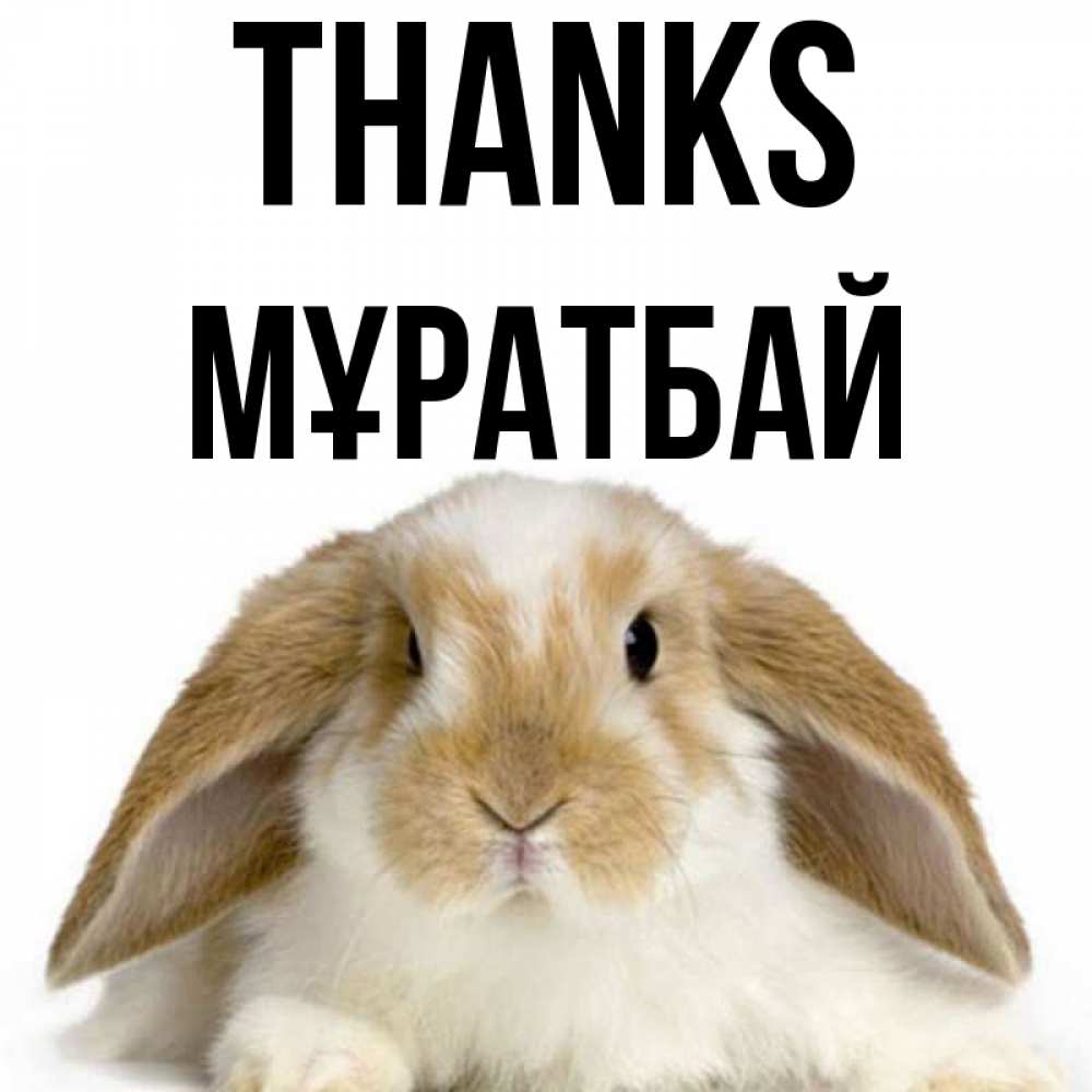 Greetings card с именем, Мұратбай Thanks коричнево белый заяц Greetings with text for free download 