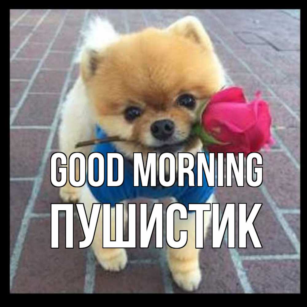 Greetings card с именем, Пушистик Good morning роза в зубах Greetings with text for free download 