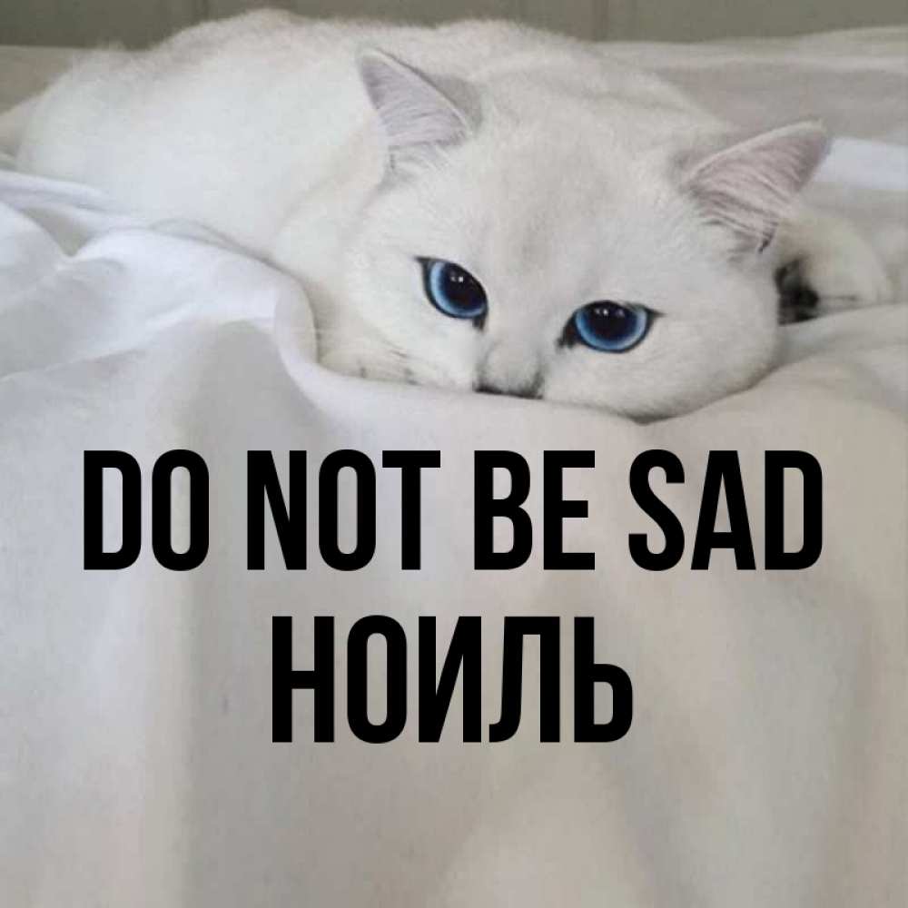 Greetings card с именем, НОИЛЬ Do not be sad Голубоглазая кошка Greetings with text for free download 