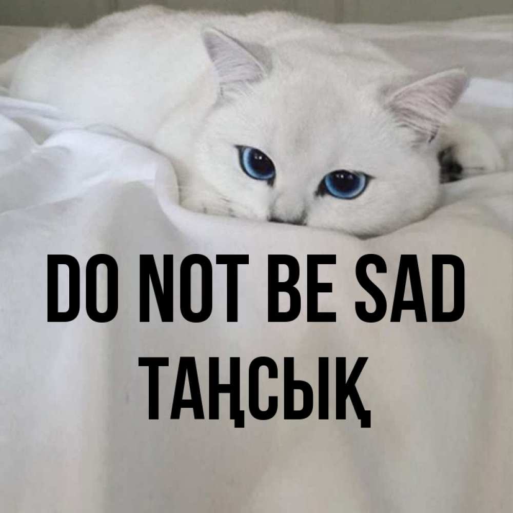 Greetings card с именем, ТАҢСЫҚ Do not be sad Голубоглазая кошка Greetings with text for free download 