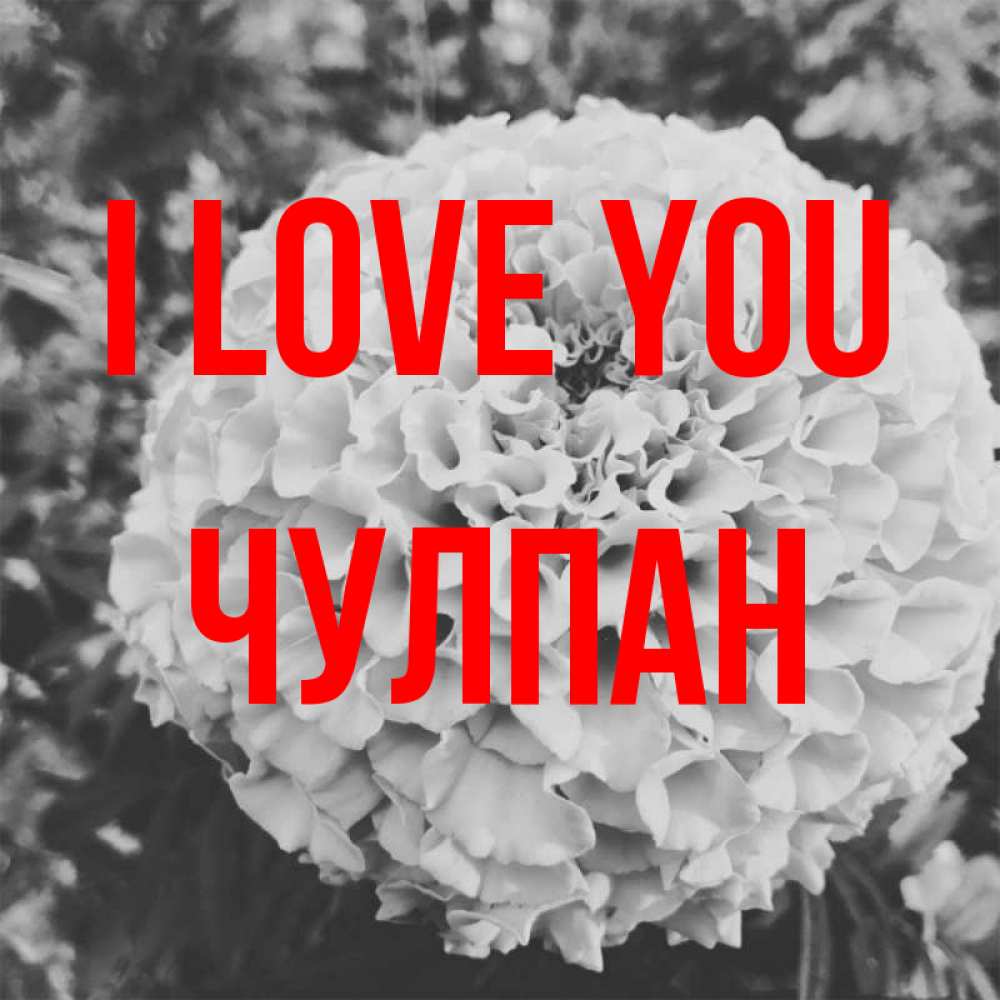 Greetings card с именем, Чулпан I love you подпись Greetings with text for free download 
