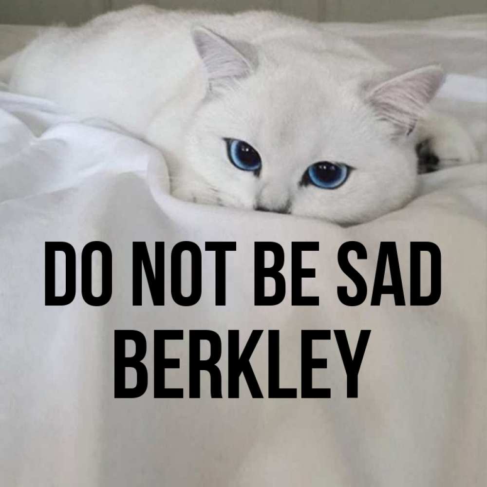 Greetings card с именем, Berkley Do not be sad Голубоглазая кошка Greetings with text for free download 