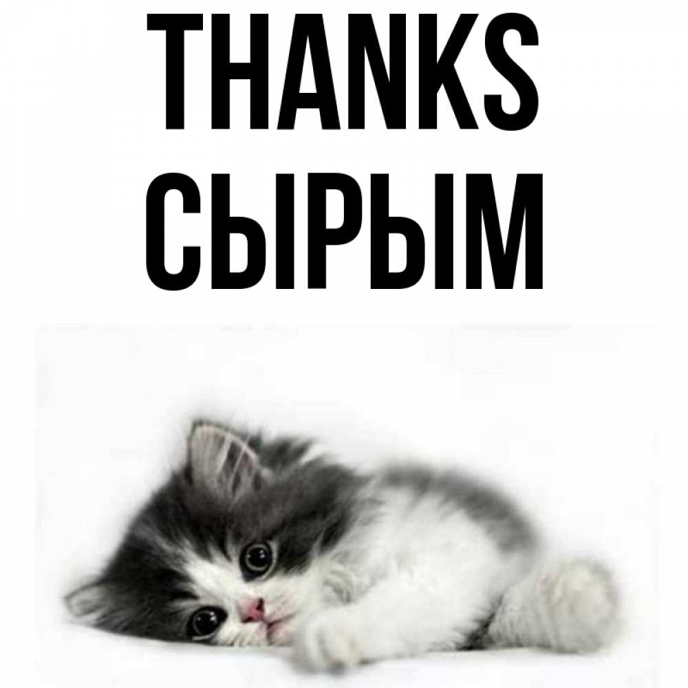Greetings card с именем, СЫРЫМ Thanks черный и белый кот Greetings with text for free download 