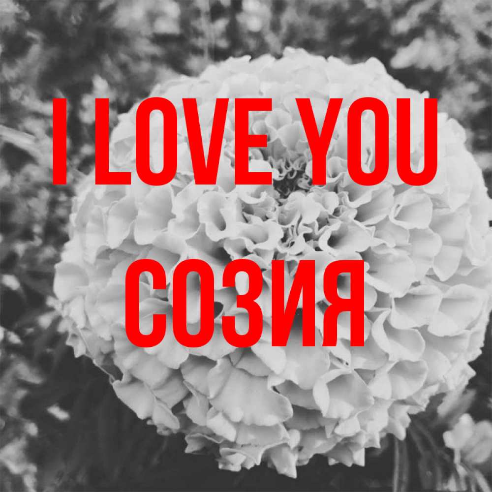 Greetings card с именем, Созия I love you подпись Greetings with text for free download 