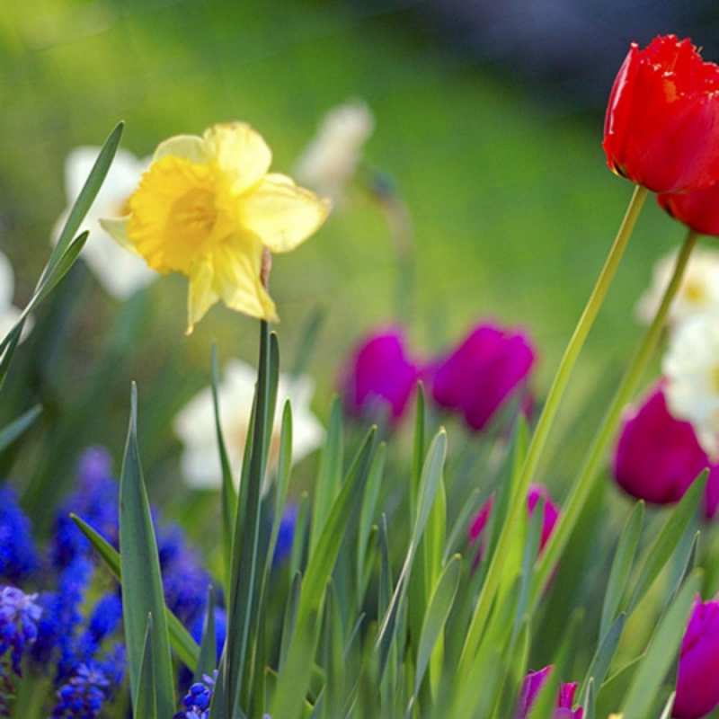 Открытка полевые цветы 3 международный женский день 3 happy women`s day 