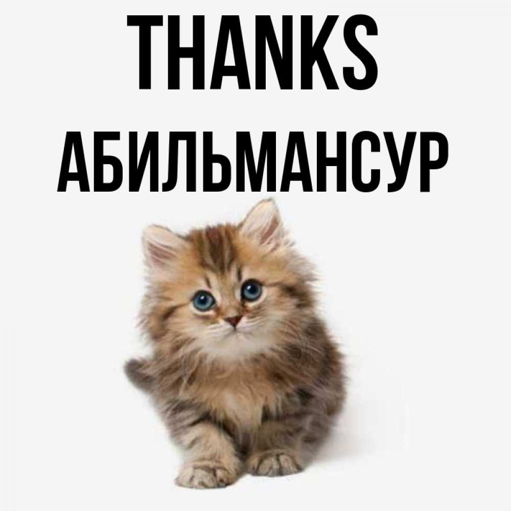 Greetings card с именем, Абильмансур Thanks пушистый котик Greetings with text for free download 