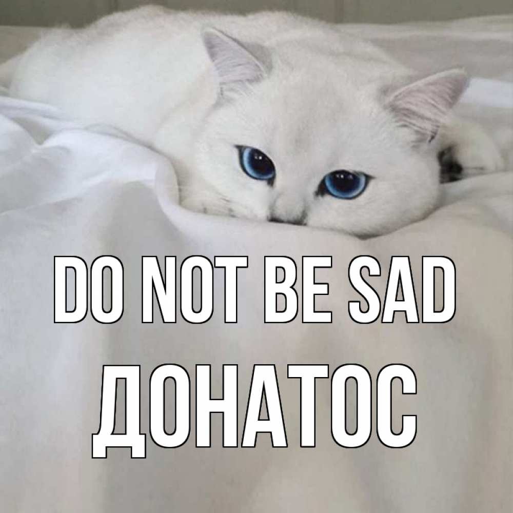 Greetings card с именем, Донатос Do not be sad белый кот с голубыми глазами на белоснежной кровати Greetings with text for free download 