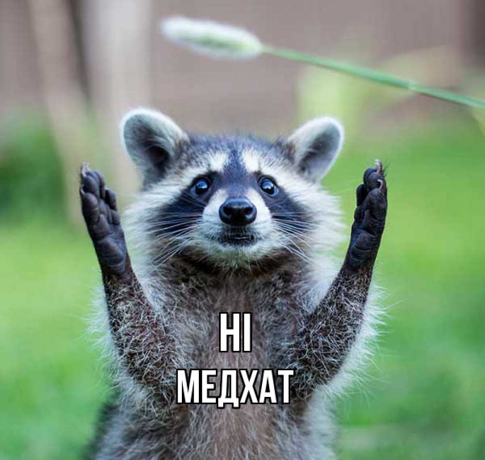 Greetings card с именем, МЕДХАТ Hi животные Greetings with text for free download 