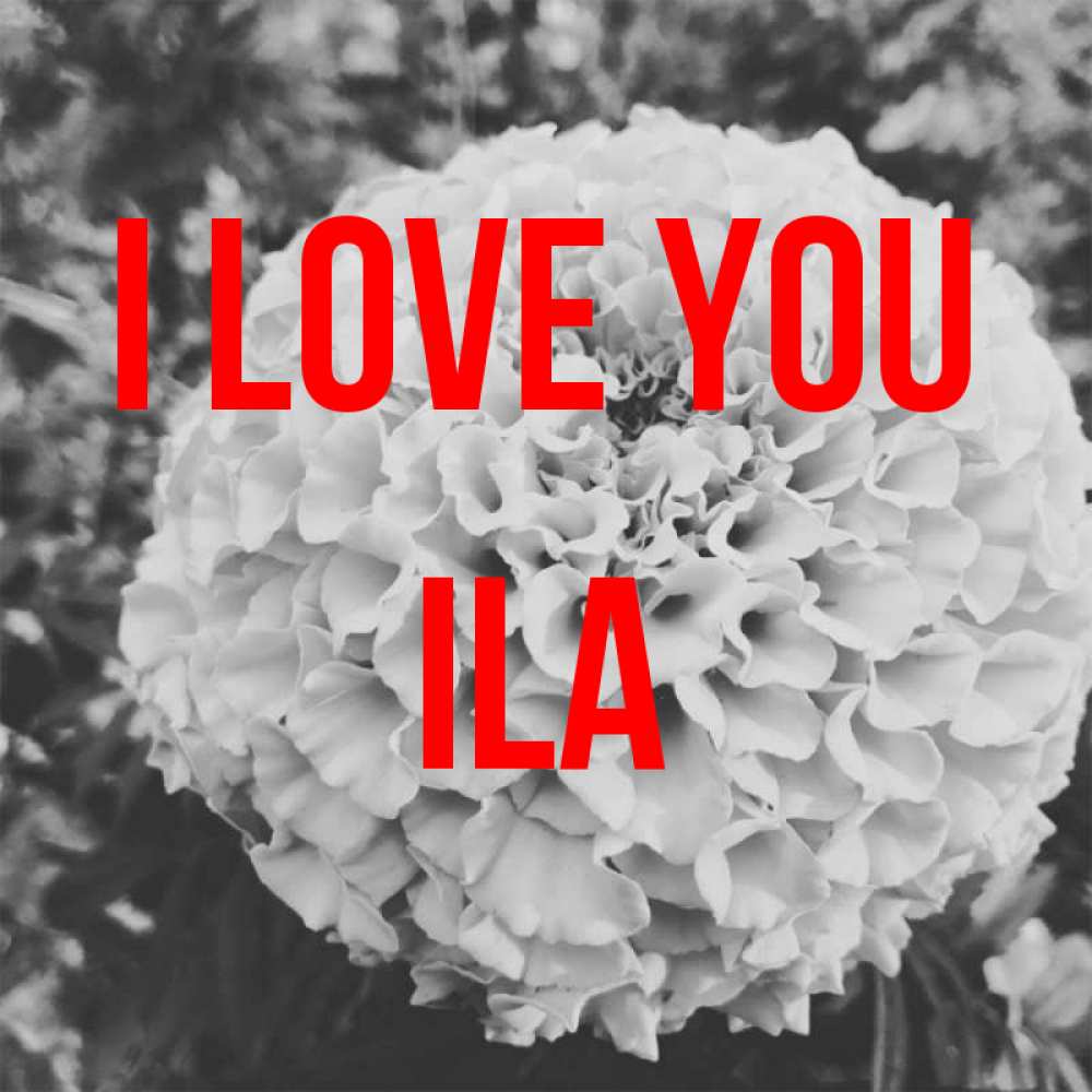Greetings card с именем, Ila I love you подпись Greetings with text for free download 
