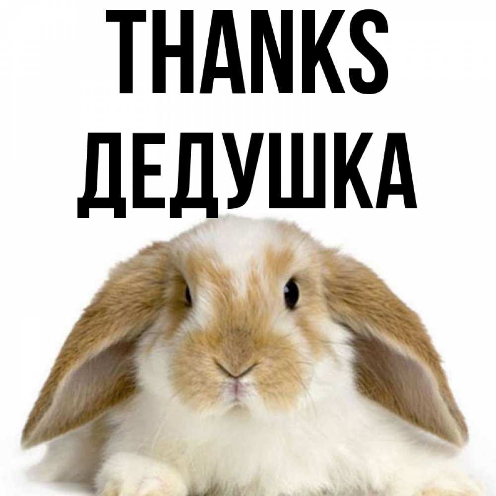 Greetings card с именем, Дедушка Thanks коричнево белый заяц Greetings with text for free download 