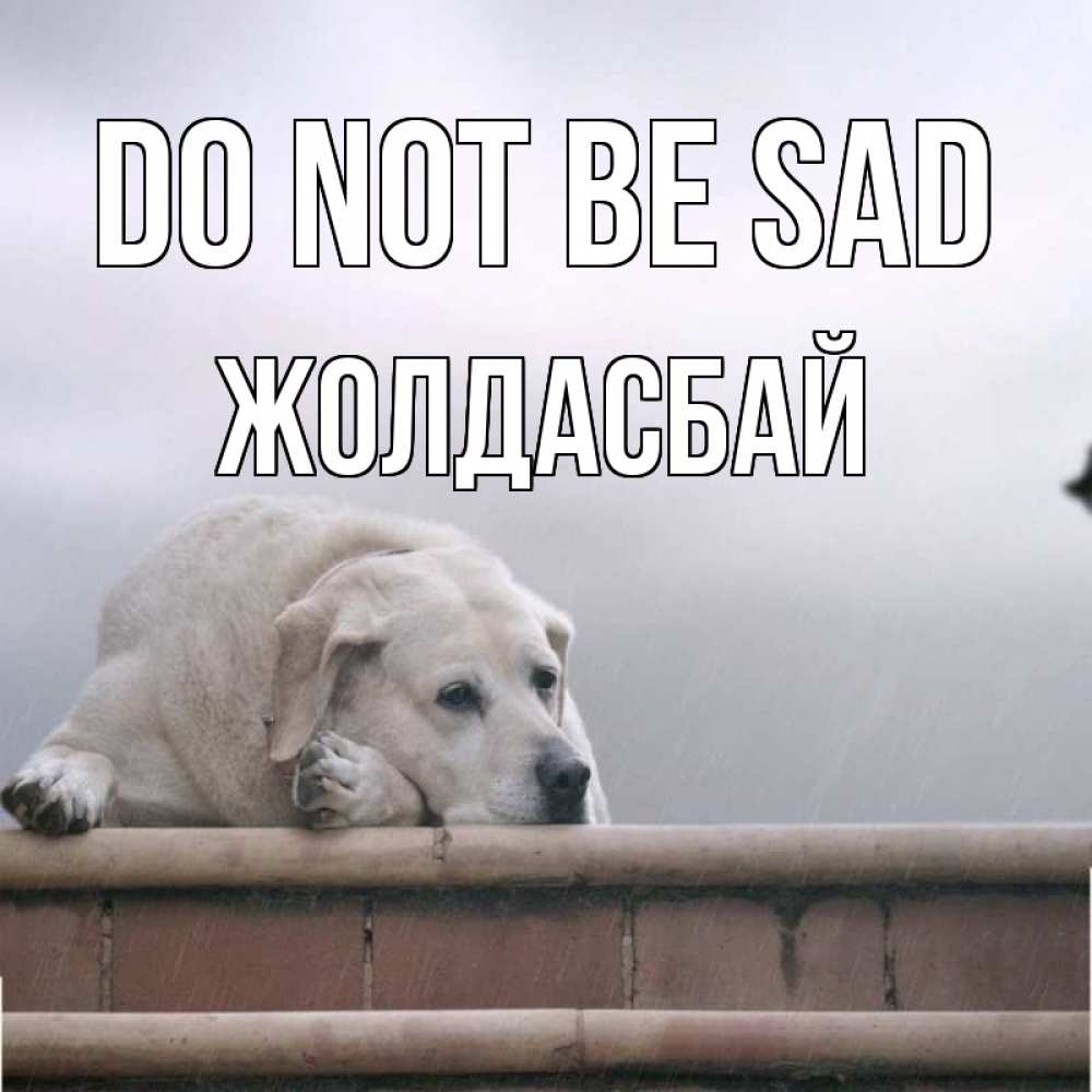Greetings card с именем, Жолдасбай Do not be sad белый пес 1 Greetings with text for free download 
