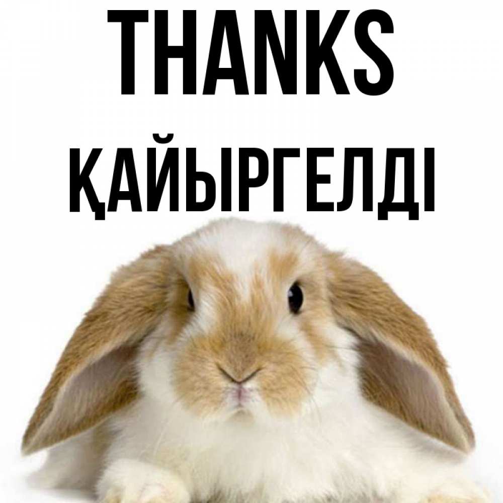 Greetings card с именем, Қайыргелді Thanks коричнево белый заяц Greetings with text for free download 