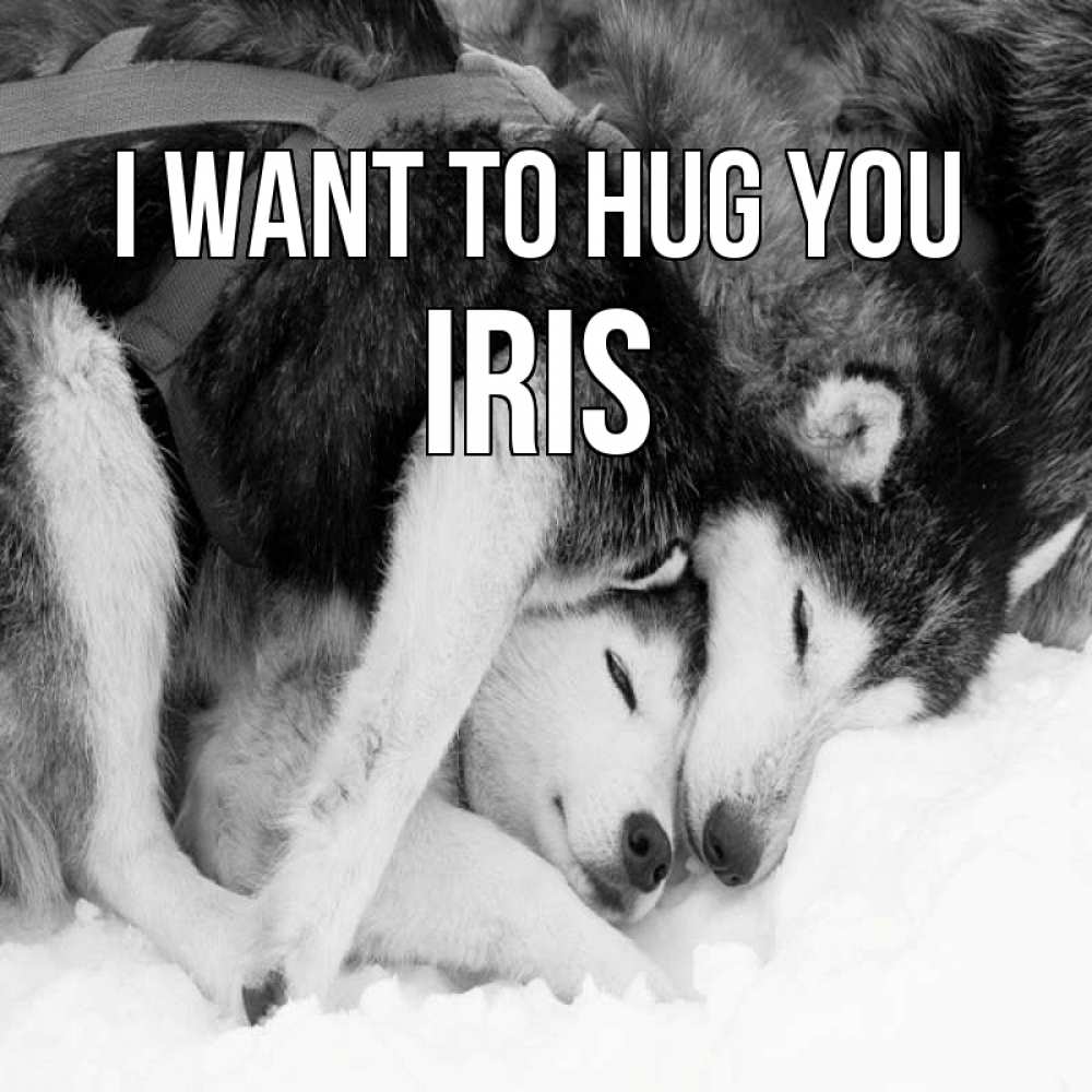 Greetings card с именем, Iris I want to hug you собачки в упряжке Greetings with text for free download 