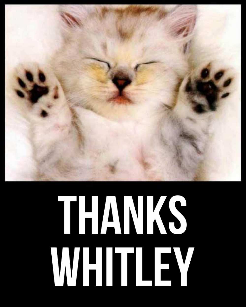 Greetings card с именем, Whitley Thanks маленький котенок Greetings with text for free download 