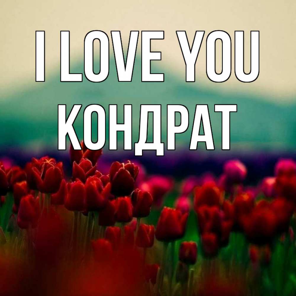 Greetings card с именем, Кондрат I love you тюльпаны 4 Greetings with text for free download 