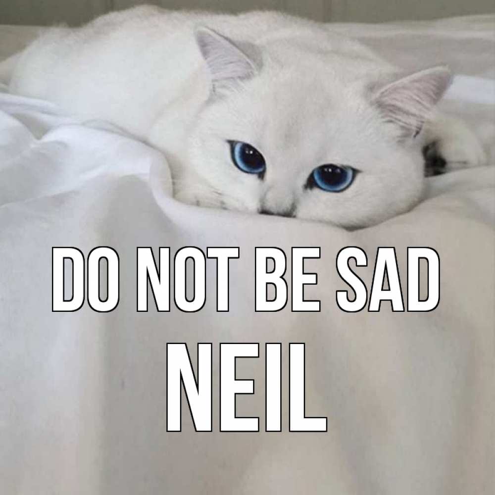 Greetings card с именем, Neil Do not be sad белый кот с голубыми глазами на белоснежной кровати Greetings with text for free download 