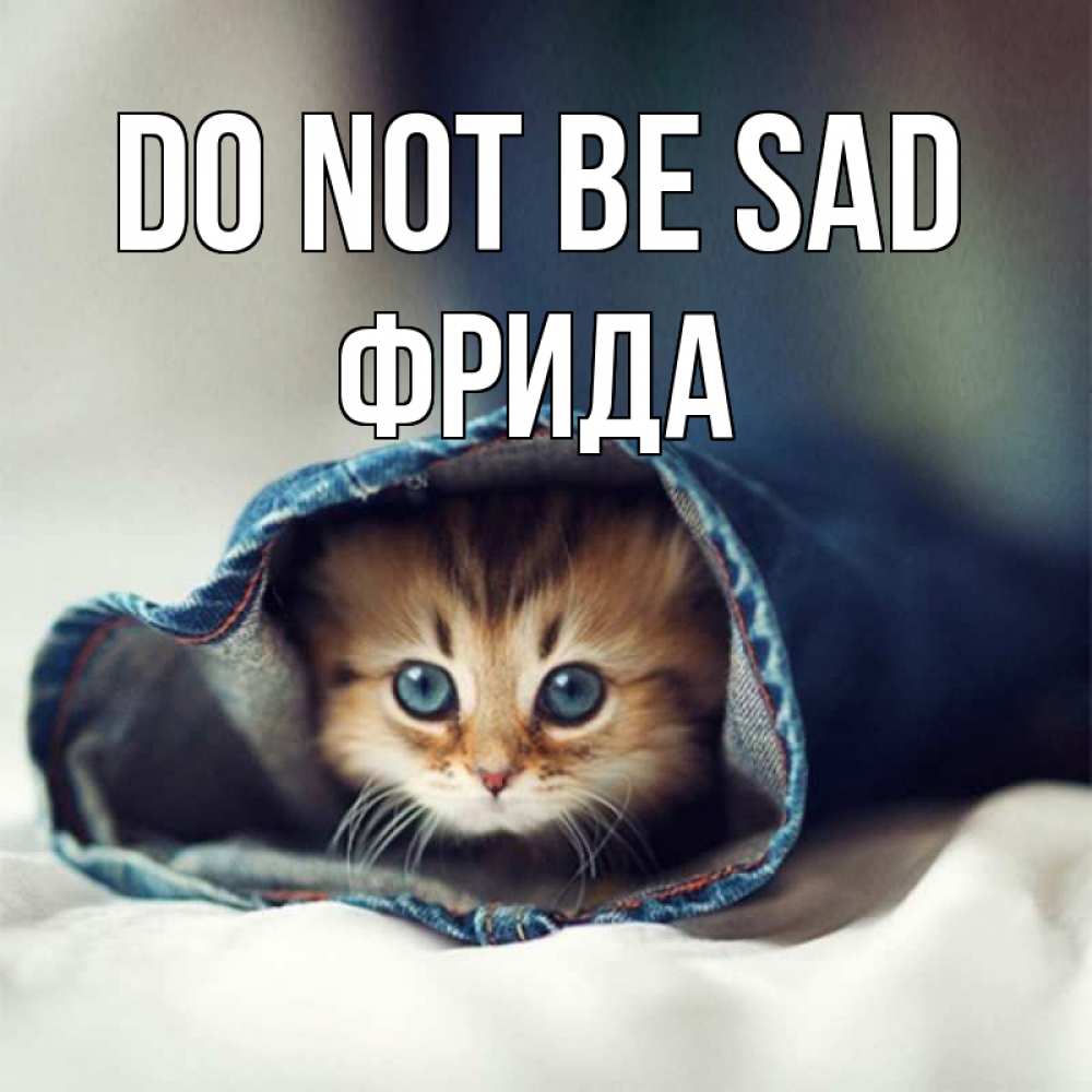Greetings card с именем, Фрида Do not be sad кот в одежде Greetings with text for free download 
