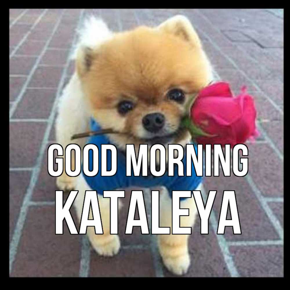 Greetings card с именем, Kataleya Good morning роза в зубах Greetings with text for free download 