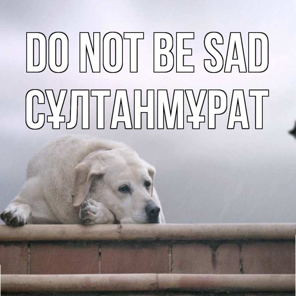 Greetings card с именем, СҰЛТАНМҰРАТ Do not be sad белый пес 1 Greetings with text for free download 