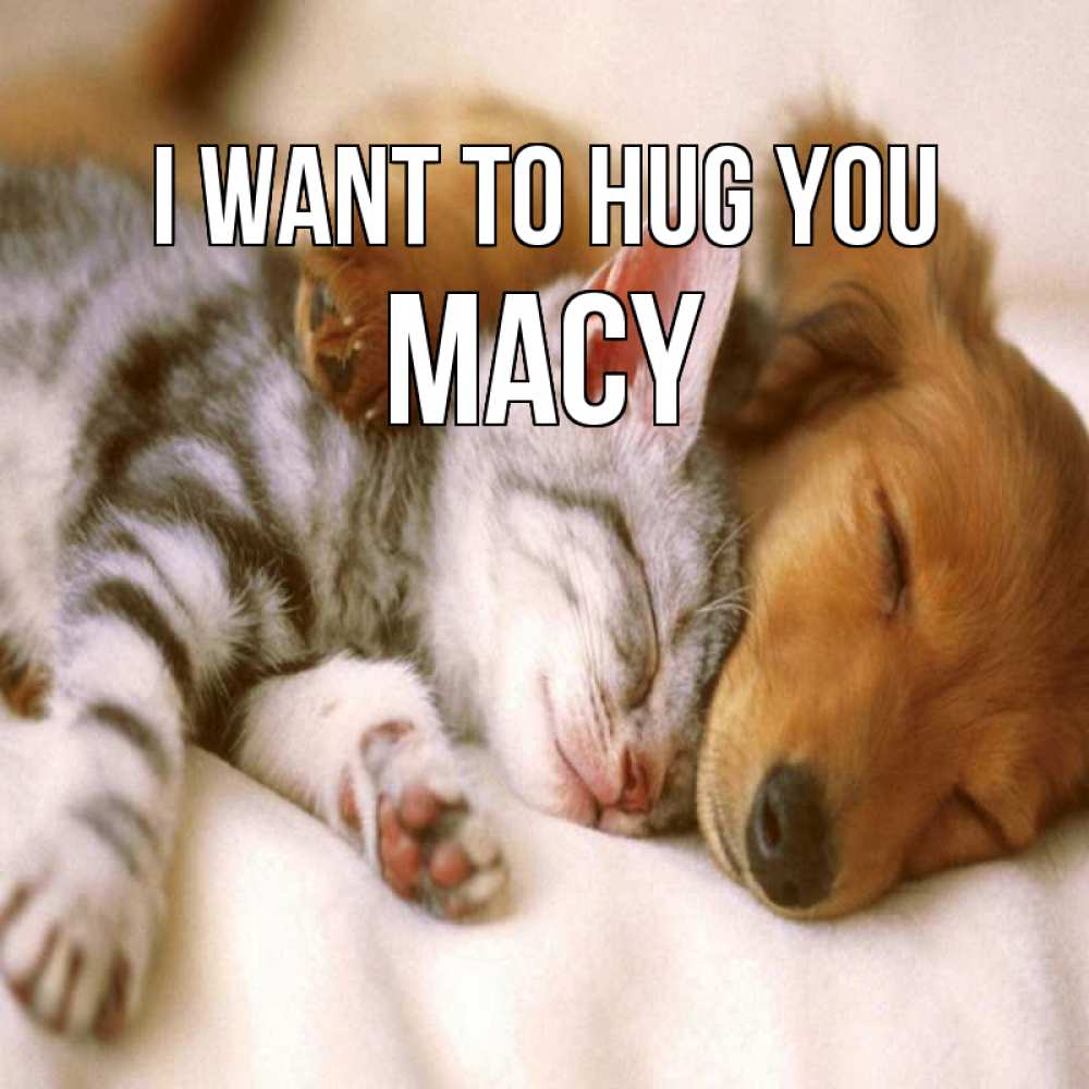 Greetings card с именем, Macy I want to hug you пес и котенок Greetings with text for free download 