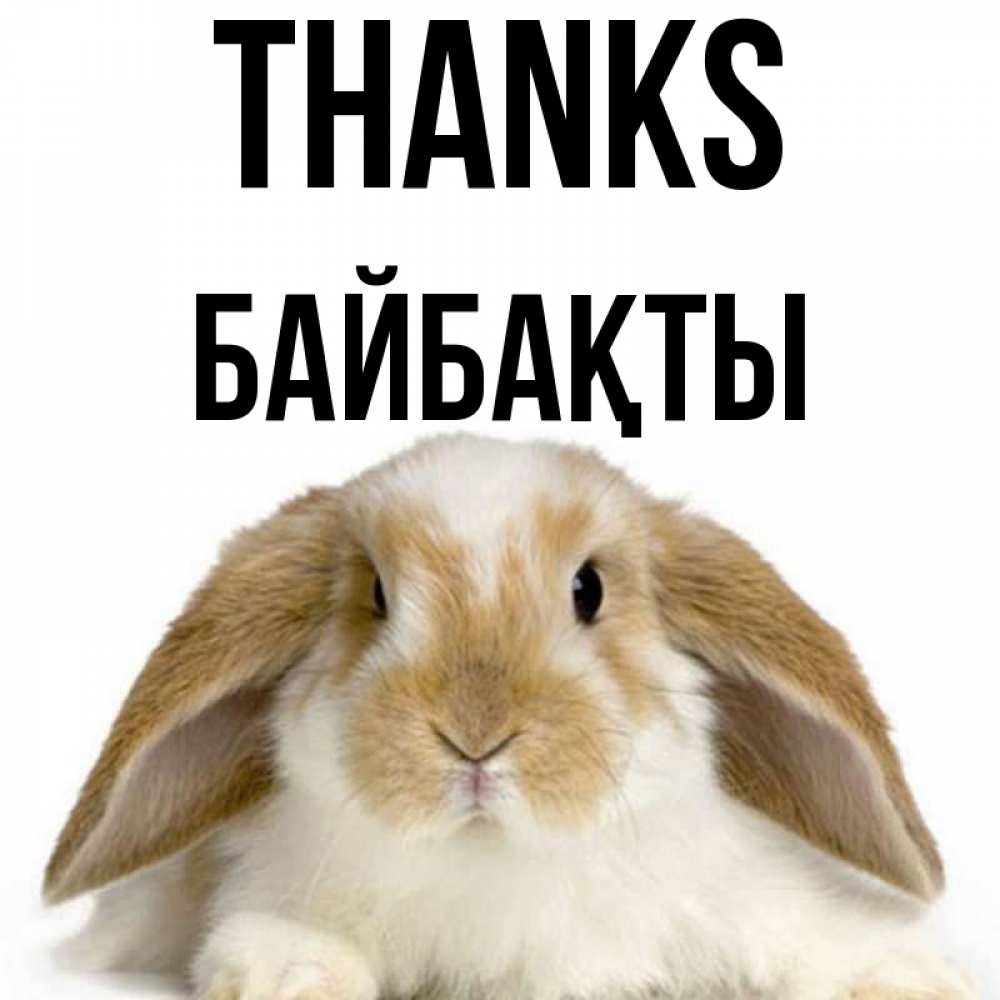 Greetings card с именем, Байбақты Thanks коричнево белый заяц Greetings with text for free download 