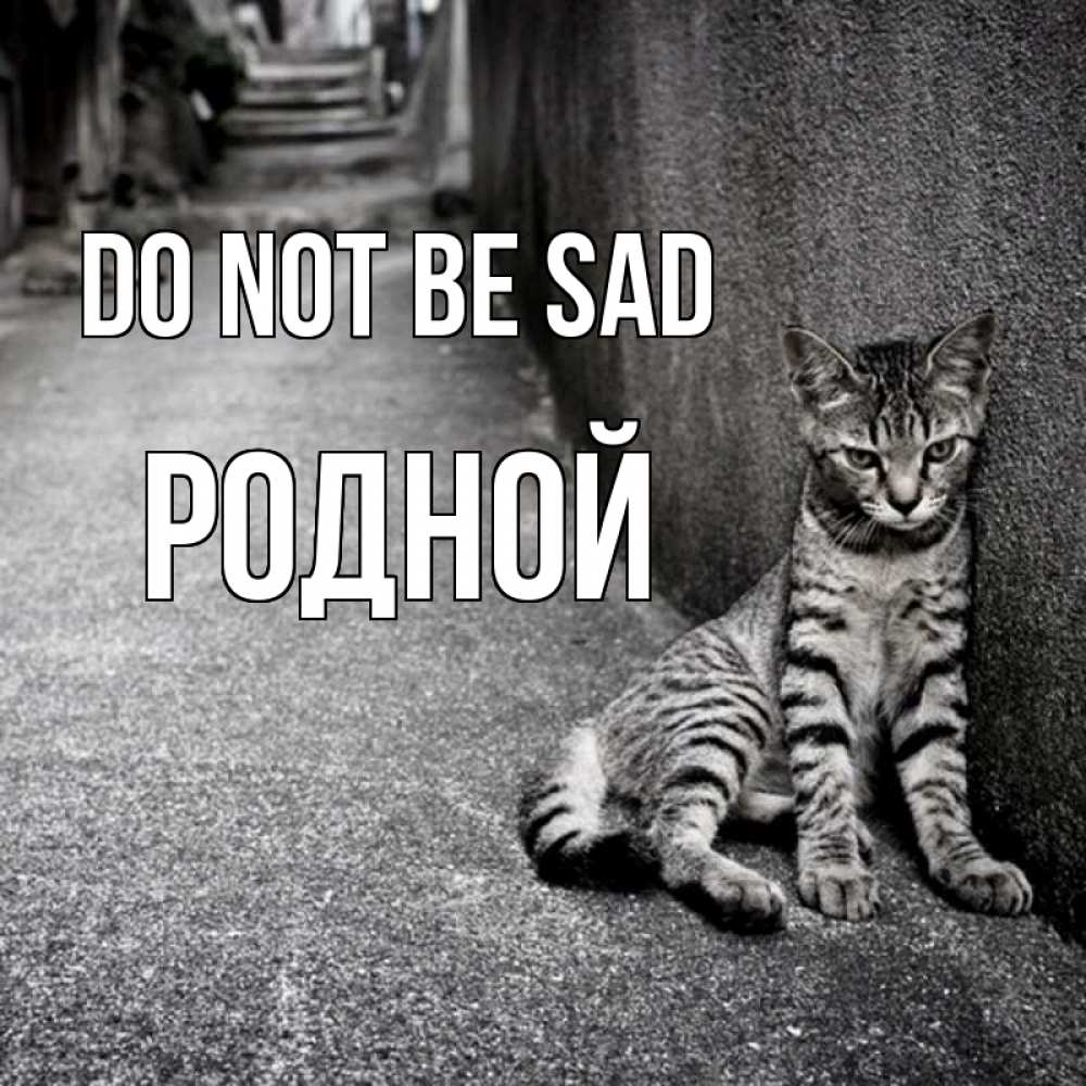 Greetings card с именем, Родной Do not be sad скучающий котик Greetings with text for free download 