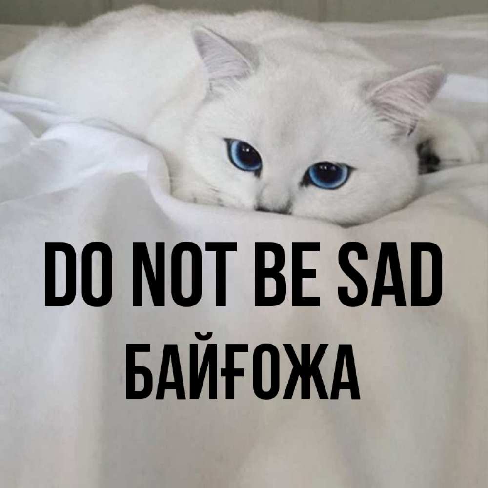 Greetings card с именем, Байғожа Do not be sad Голубоглазая кошка Greetings with text for free download 