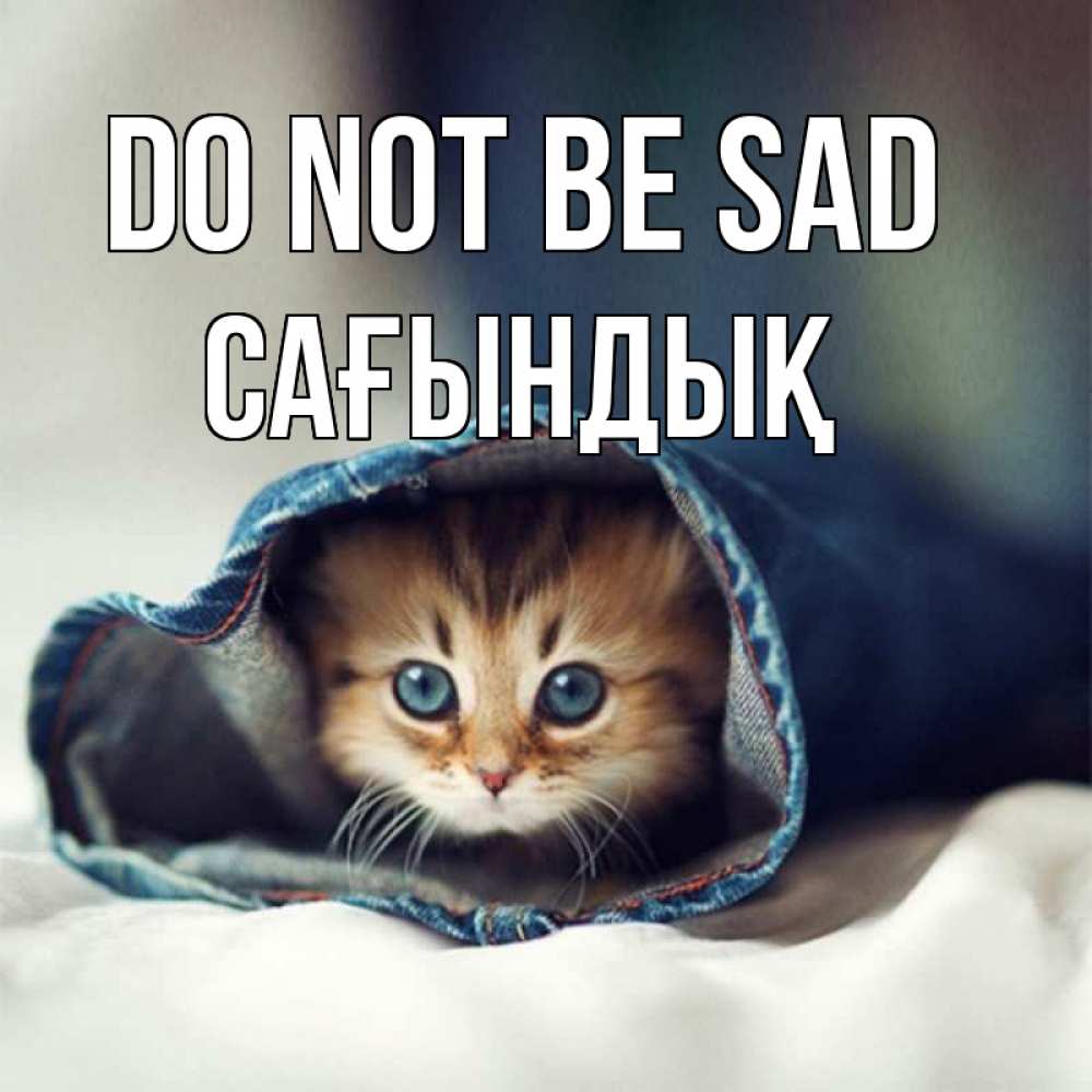 Greetings card с именем, САҒЫНДЫҚ Do not be sad рыжик котик Greetings with text for free download 