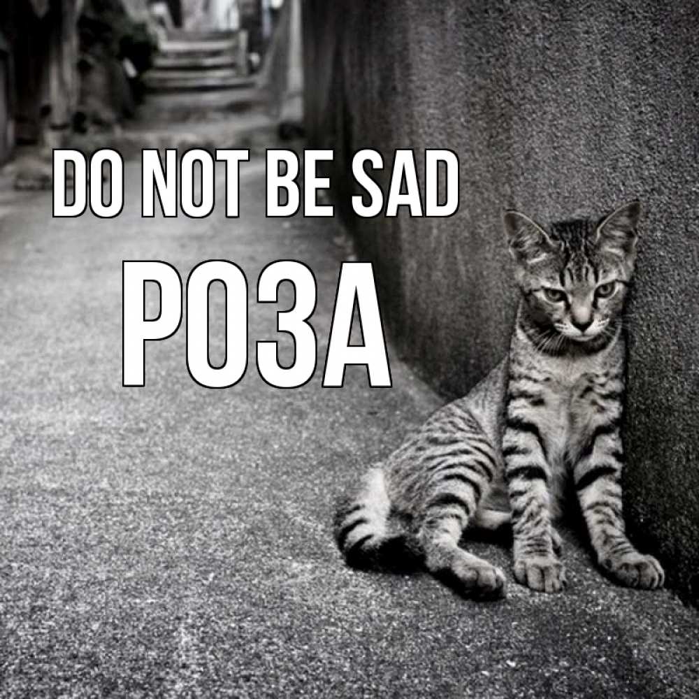Greetings card с именем, РОЗА Do not be sad скучающий котик Greetings with text for free download 