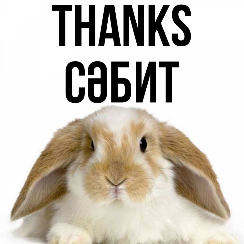 Greetings card с именем, СӘБИТ Thanks коричнево белый заяц Greetings with text for free download 
