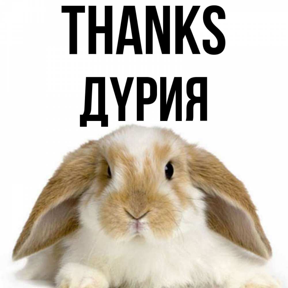 Greetings card с именем, ДҮРИЯ Thanks коричнево белый заяц Greetings with text for free download 