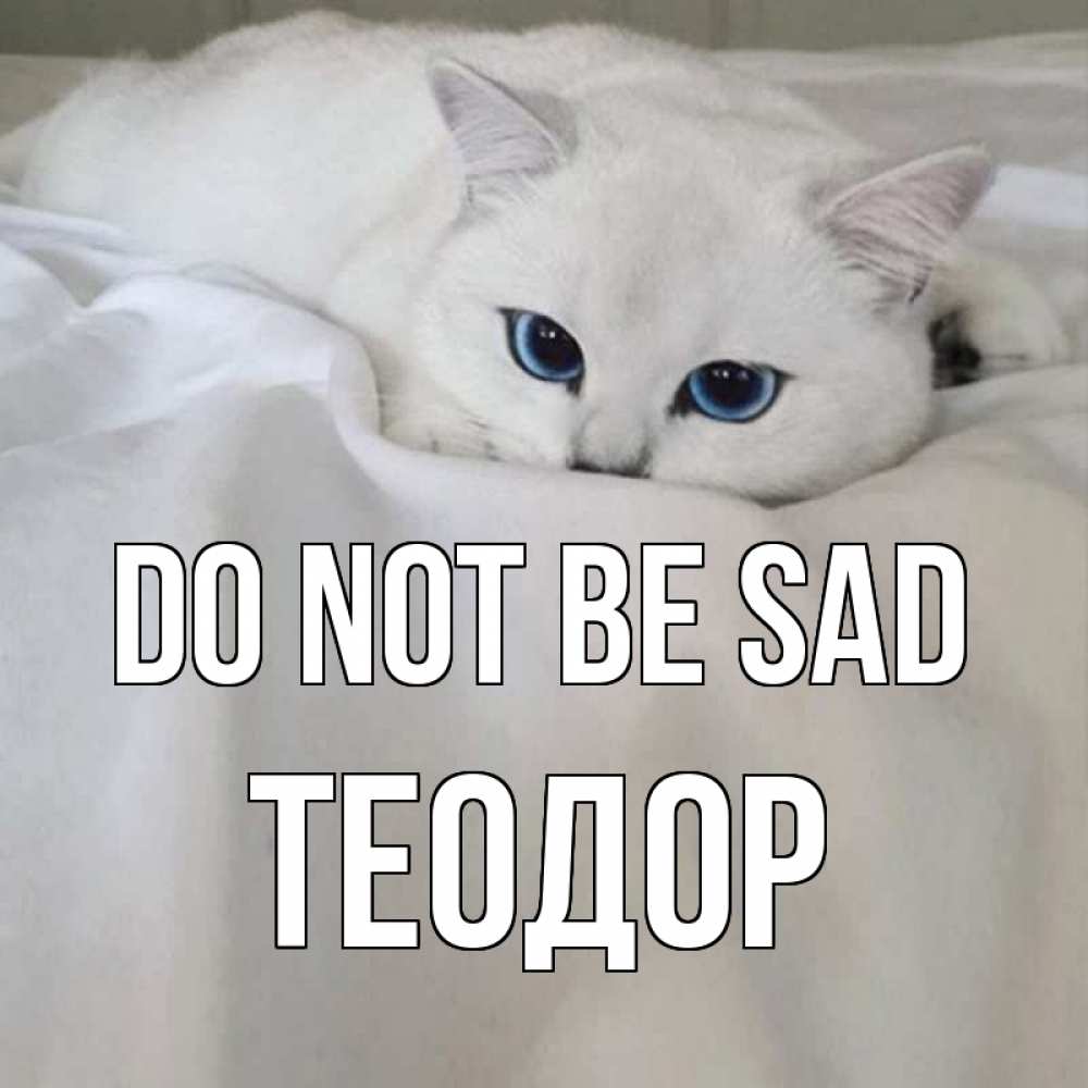 Greetings card с именем, Теодор Do not be sad белый кот с голубыми глазами на белоснежной кровати Greetings with text for free download 